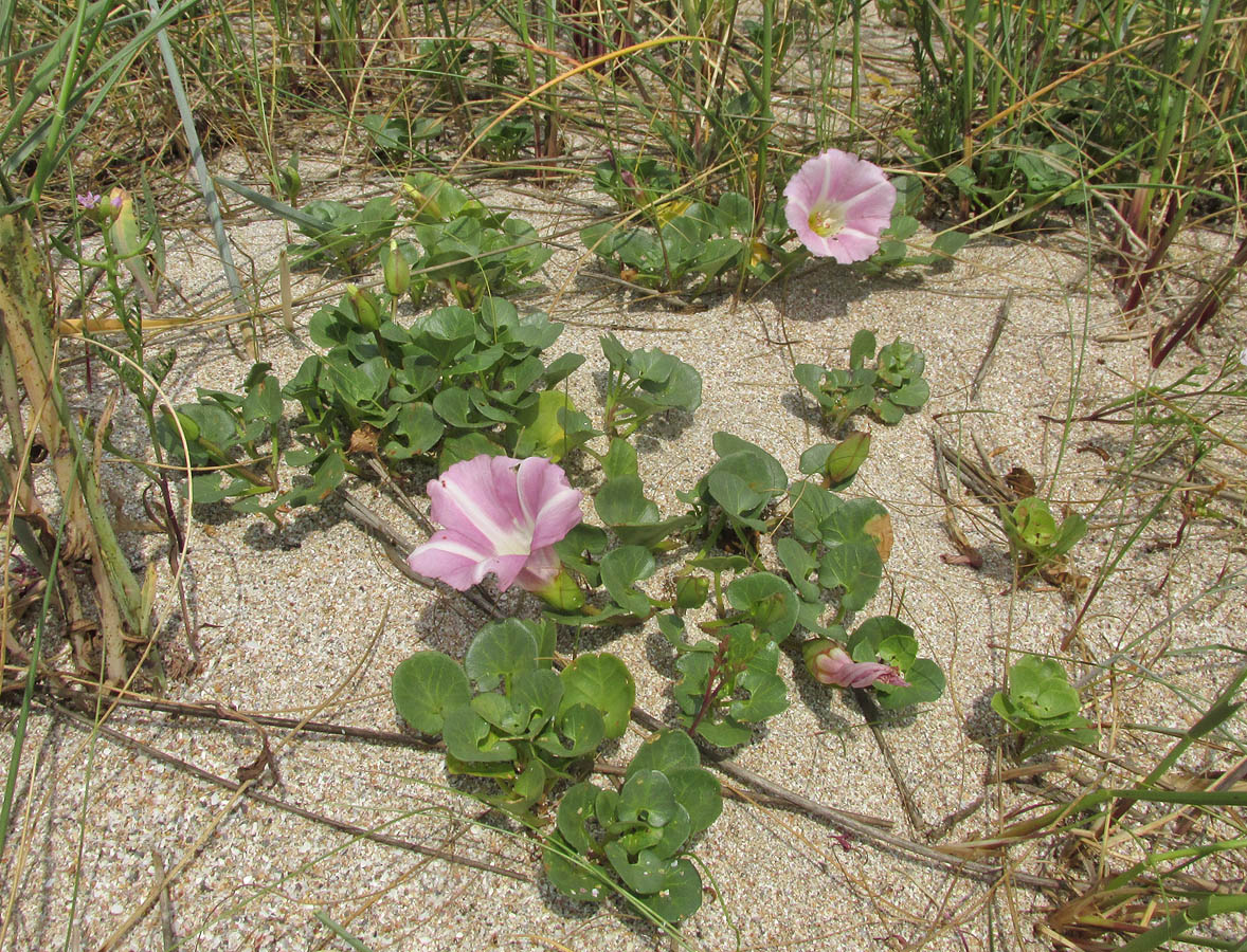 Image of Calystegia soldanella specimen.