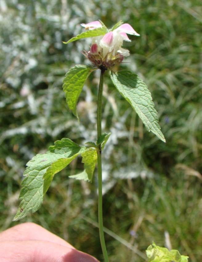 Image of Lamium gundelsceimeri specimen.