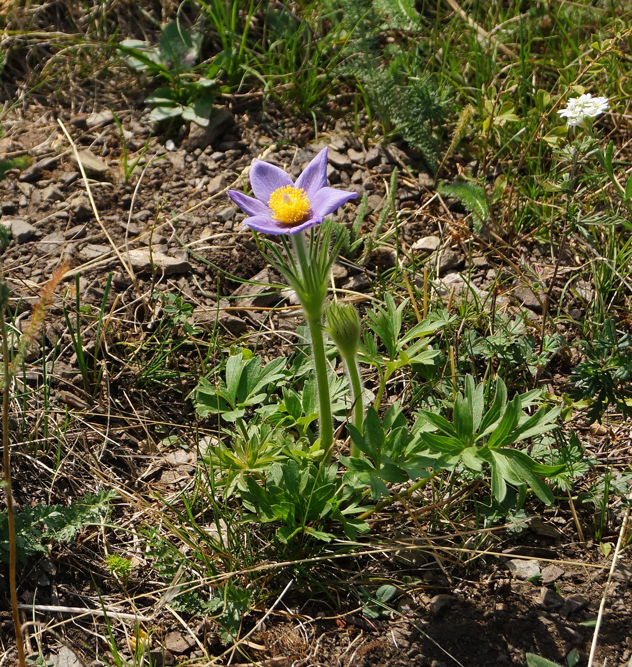 Изображение особи Pulsatilla patens.