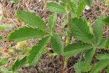 Potentilla recta. Листья. Крым, предгорья, окр. с. Терновка. 3 июня 2010 г.