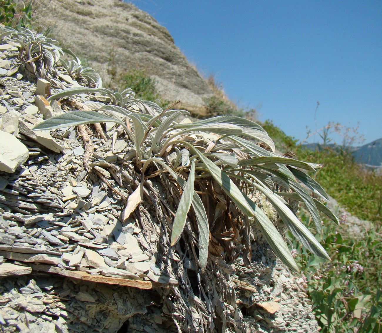 Image of Convolvulus lineatus specimen.