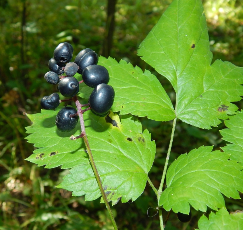 Изображение особи Actaea spicata.