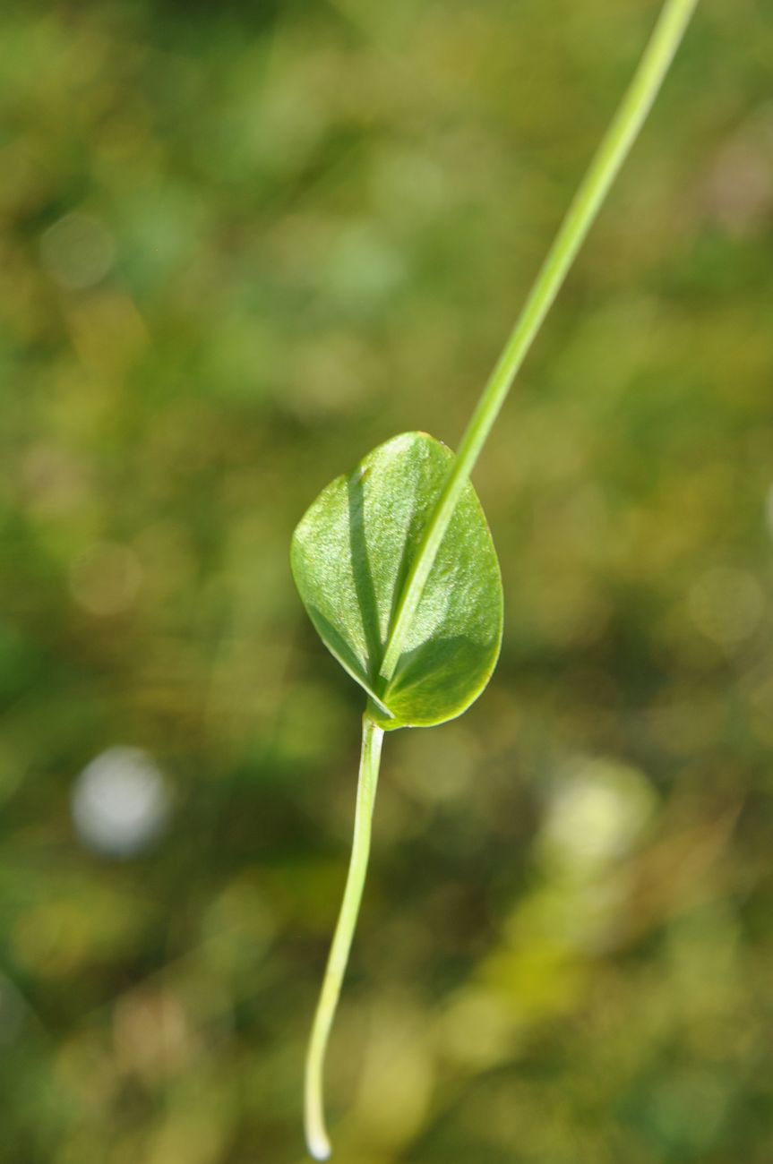 Image of Parnassia palustris specimen.