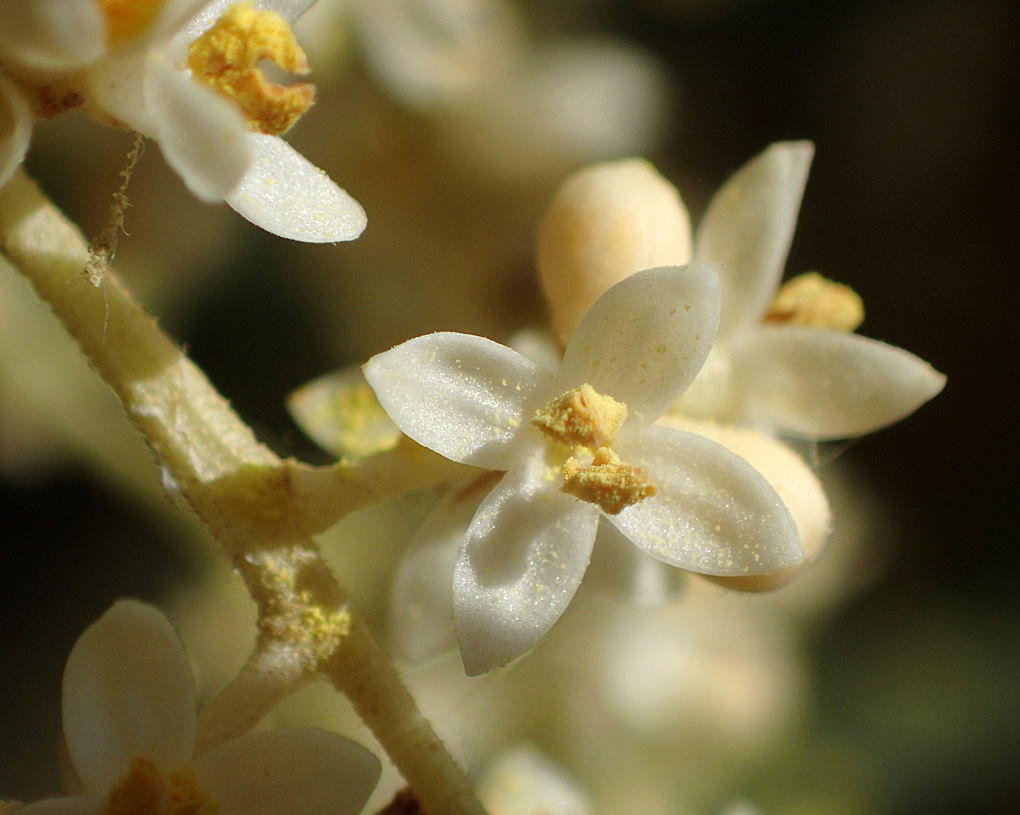 Изображение особи Olea europaea.