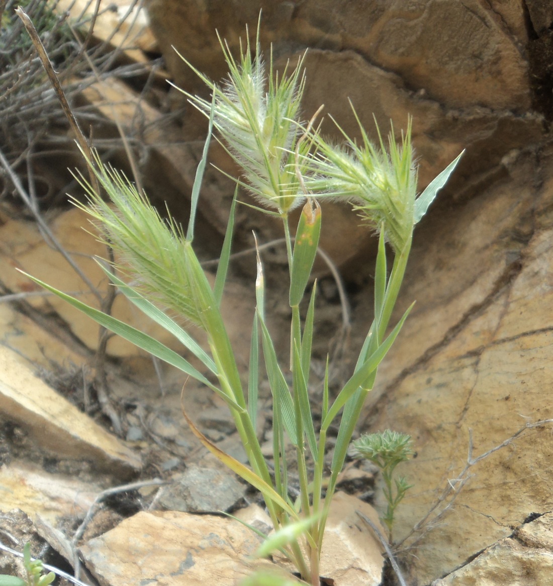 Image of Eremopyrum distans specimen.