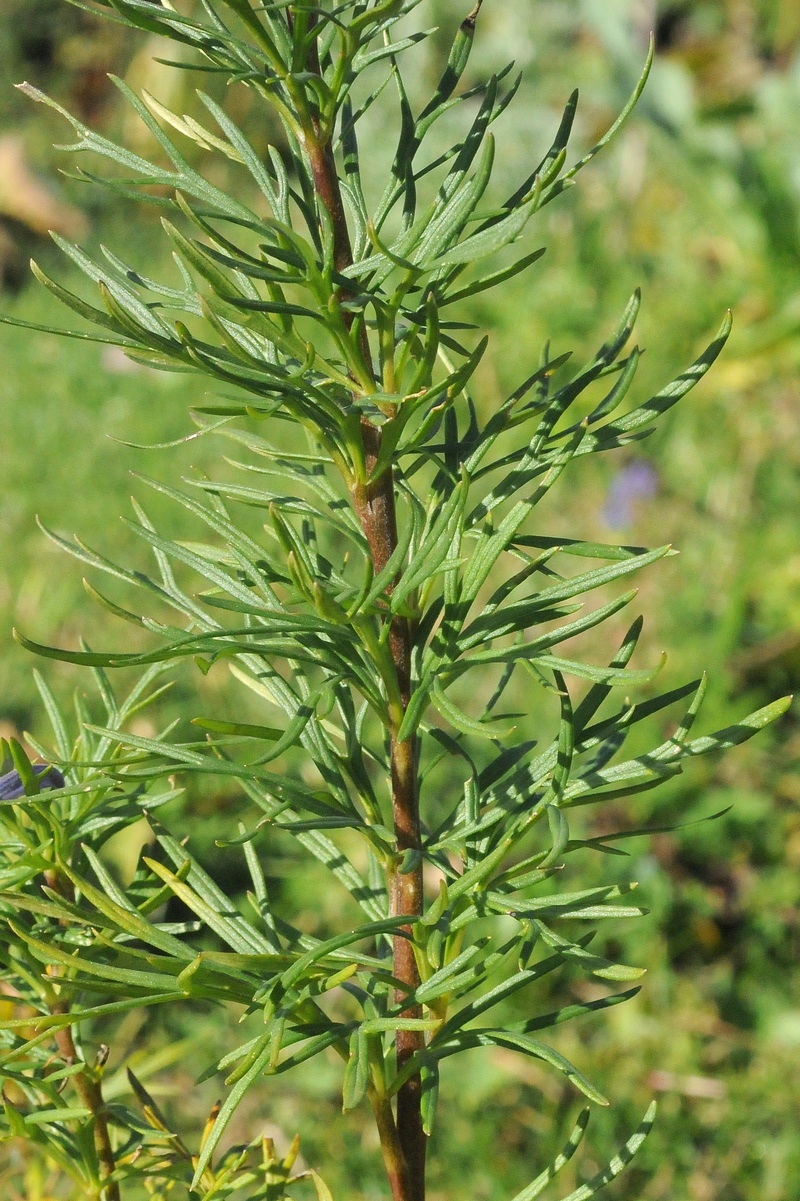 Изображение особи Aconitum karakolicum.