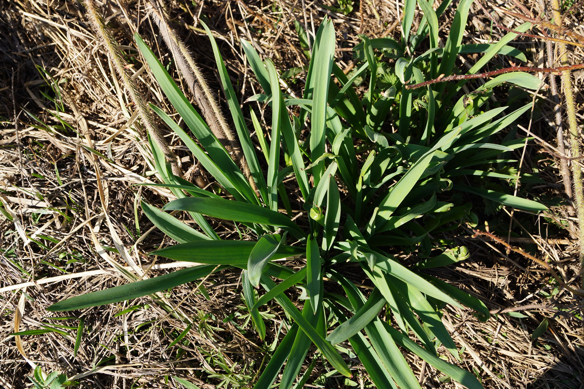 Image of genus Allium specimen.