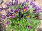 Смотреть изображение Pulsatilla vulgaris
