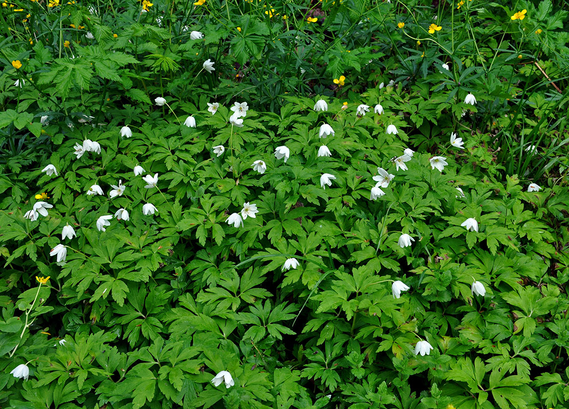 Image of Anemone nemorosa specimen.