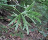 Delphinium macropogon. Лист (вид снизу). Дагестан, г/о Махачкала, гора Тарки-Тау, лес. 08.06.2019.