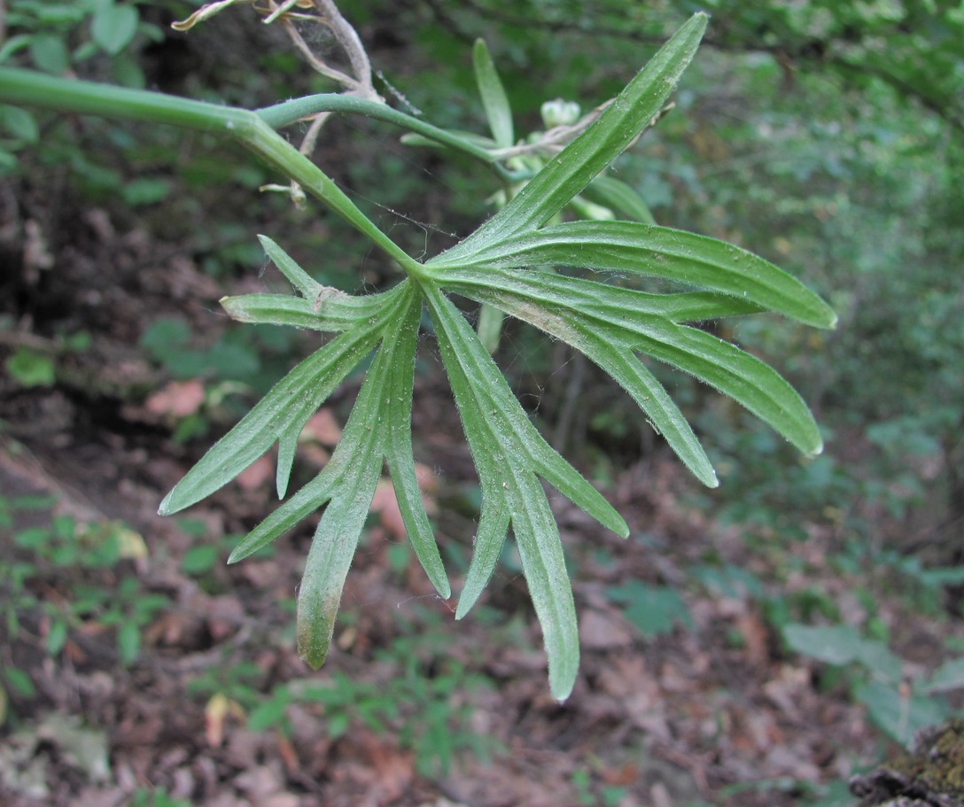 Image of Delphinium macropogon specimen.