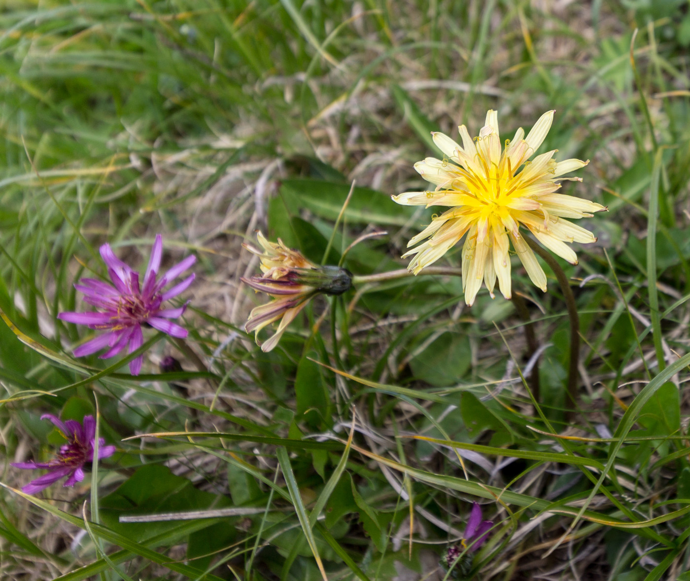 Image of Taraxacum porphyranthum specimen.