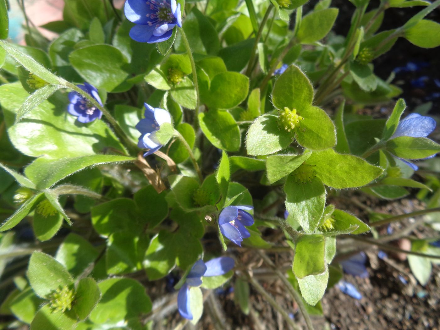 Image of Hepatica nobilis specimen.