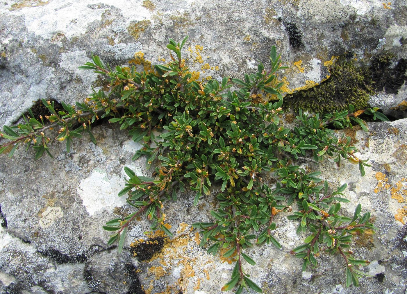 Image of Rhamnus tortuosa specimen.