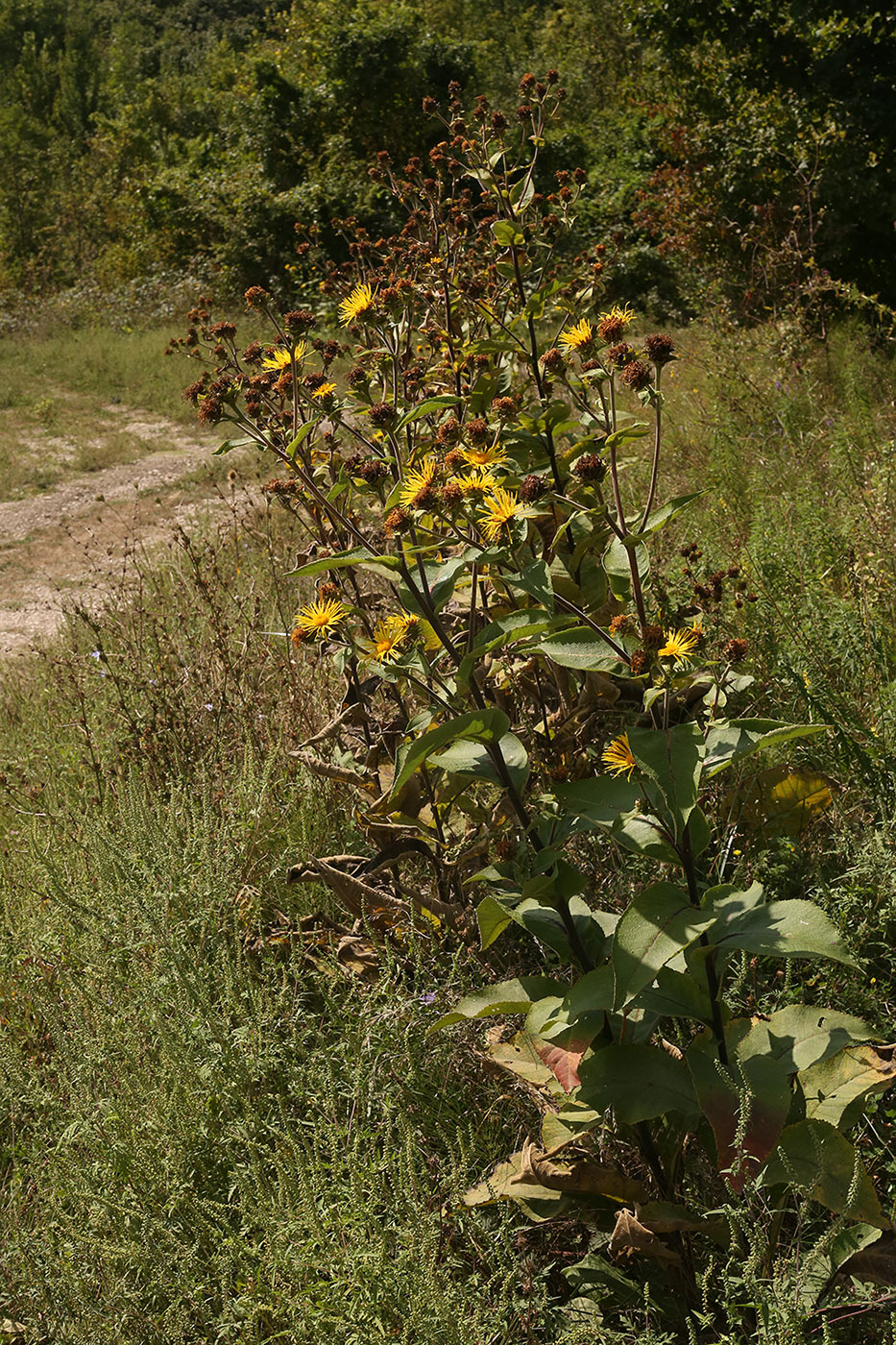 Изображение особи Inula helenium.