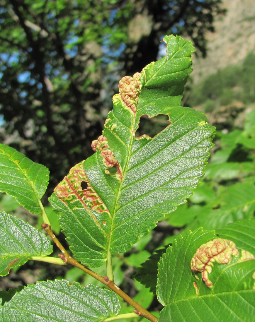 Изображение особи Ulmus minor.