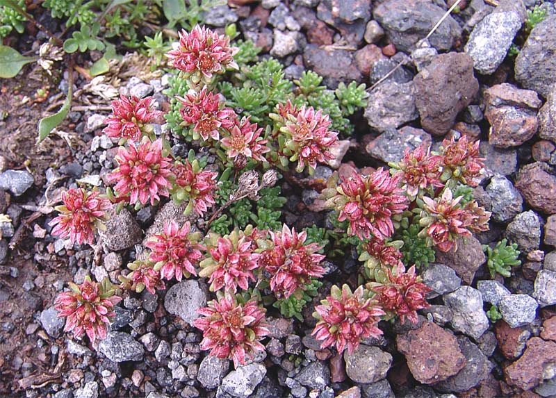 Изображение особи Sedum tenellum.