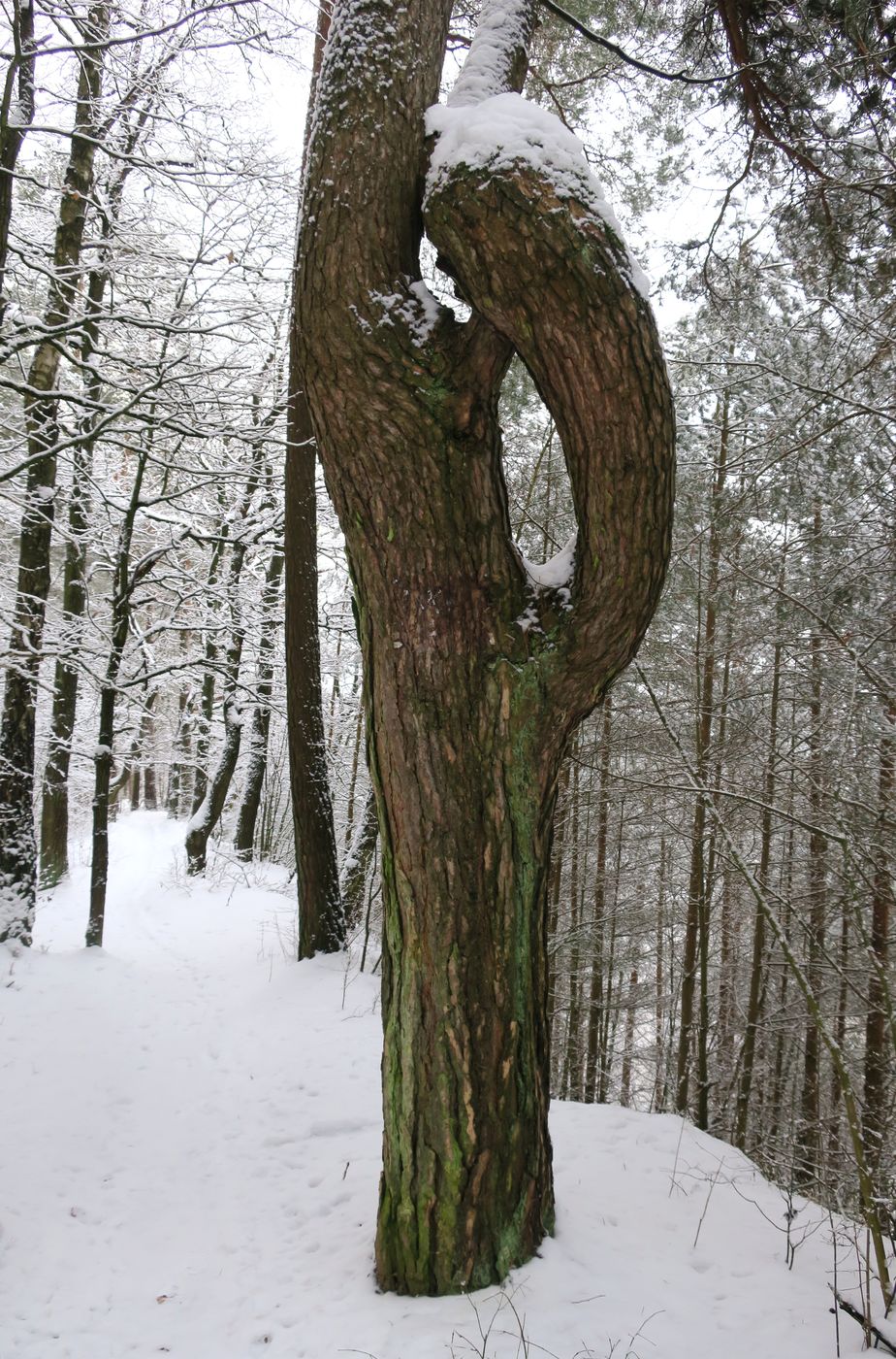 Изображение особи Pinus sylvestris.