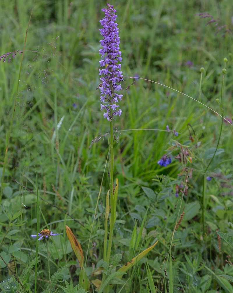 Image of Gymnadenia conopsea specimen.