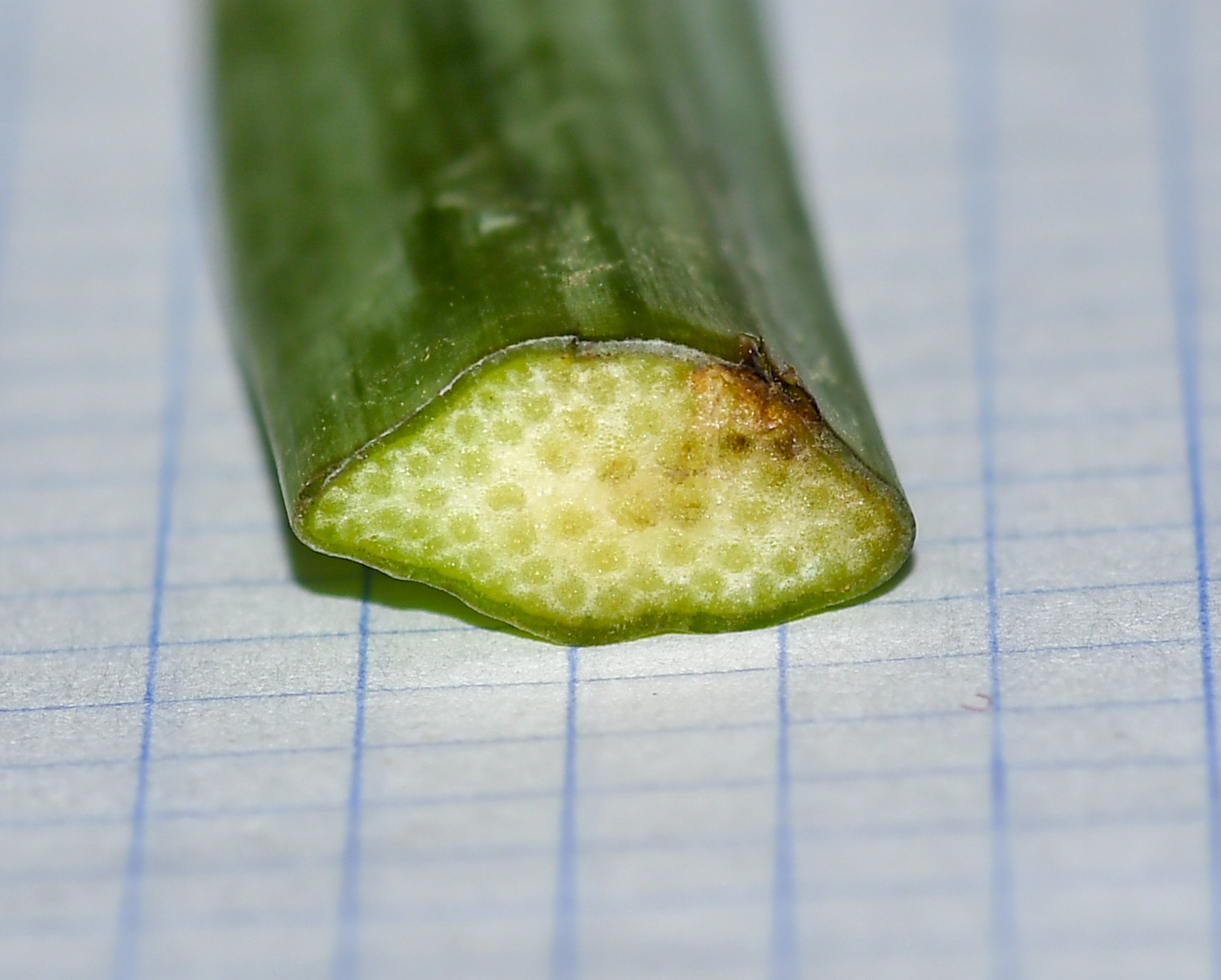 Image of genus Crinum specimen.