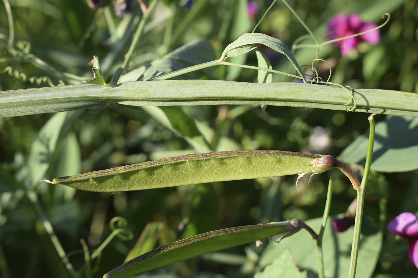 Image of Lathyrus tingitanus specimen.