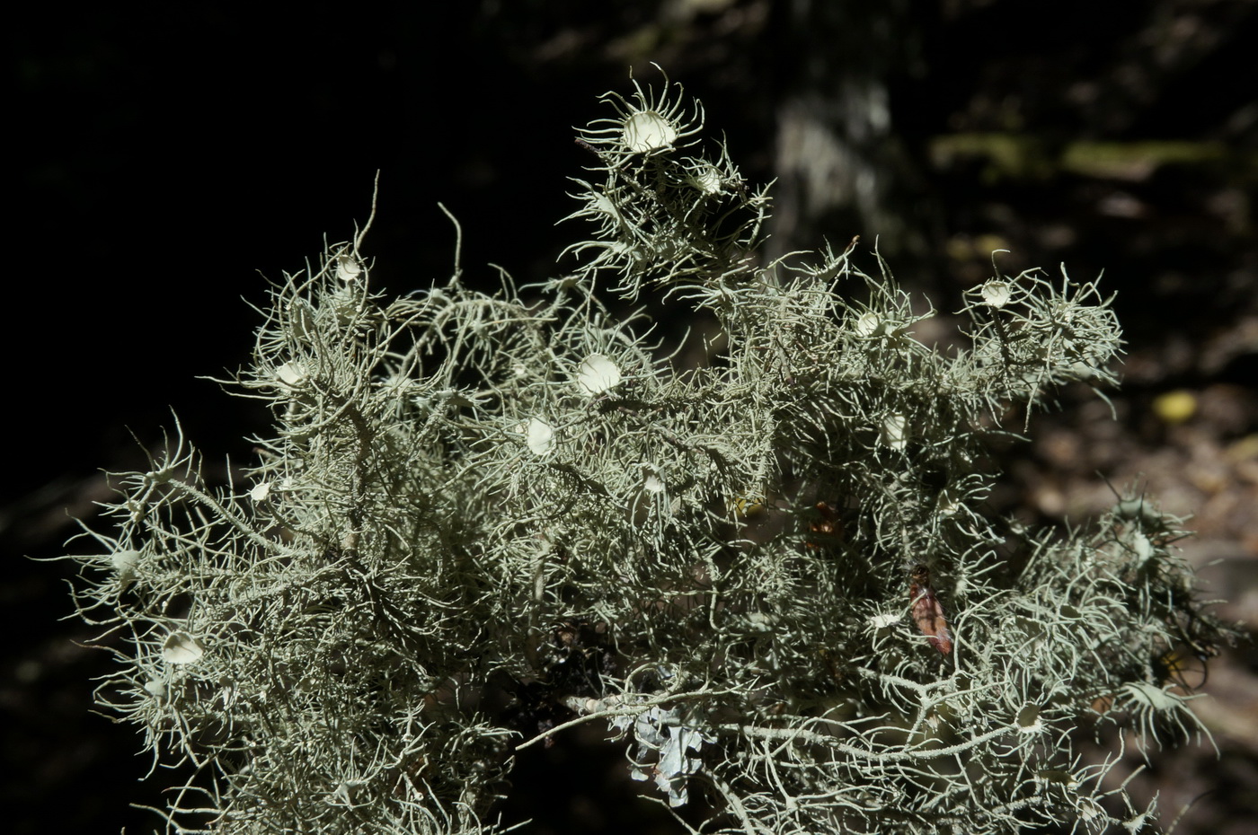 Image of Usnea florida specimen.