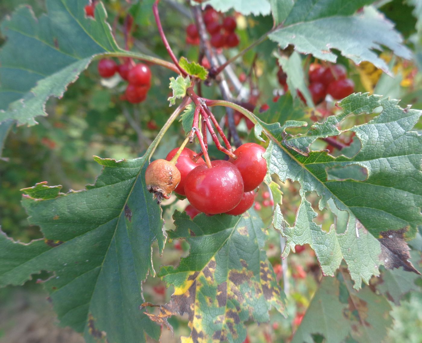 Изображение особи Crataegus chlorocarpa.