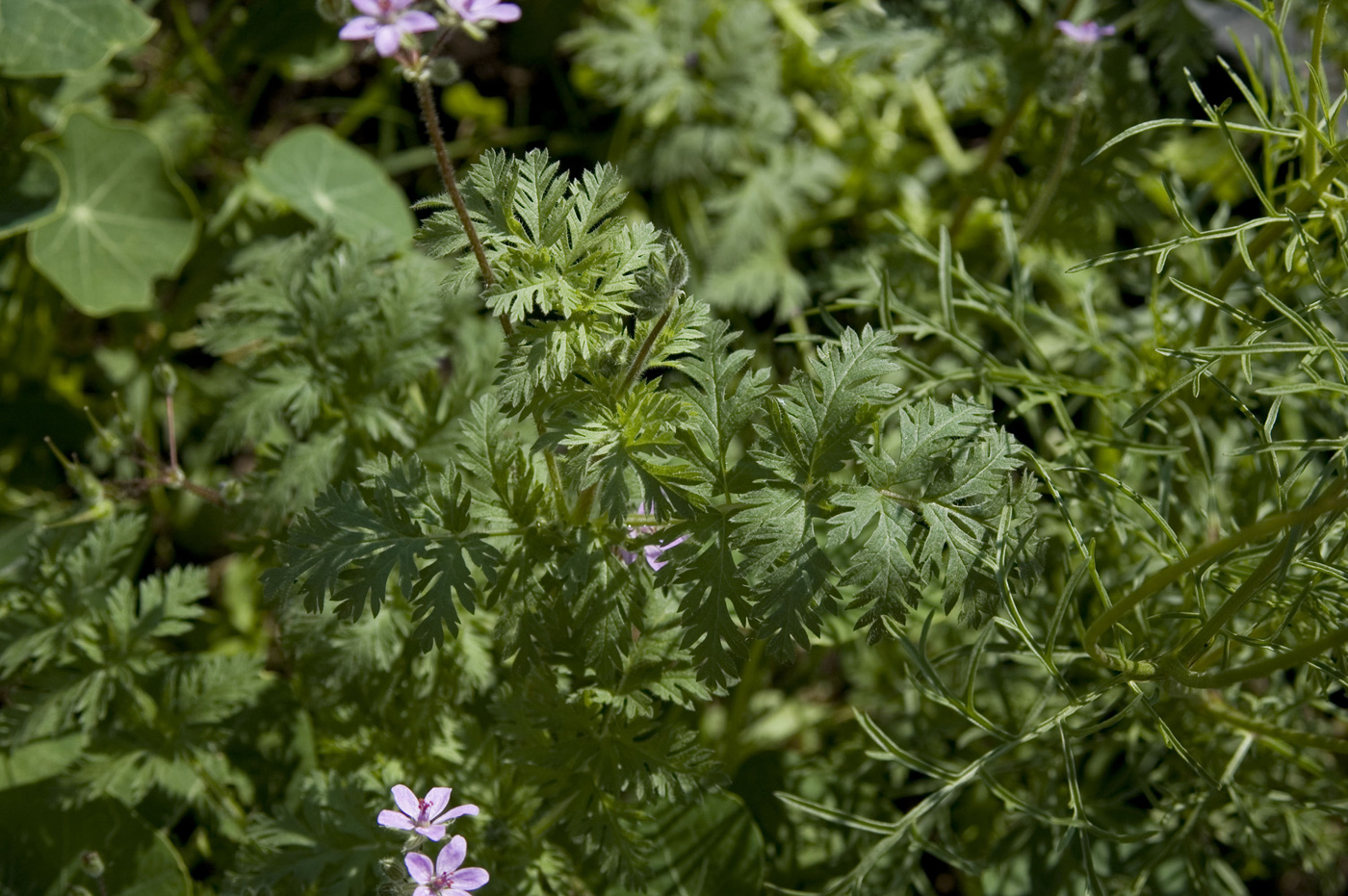 Image of Erodium cicutarium specimen.