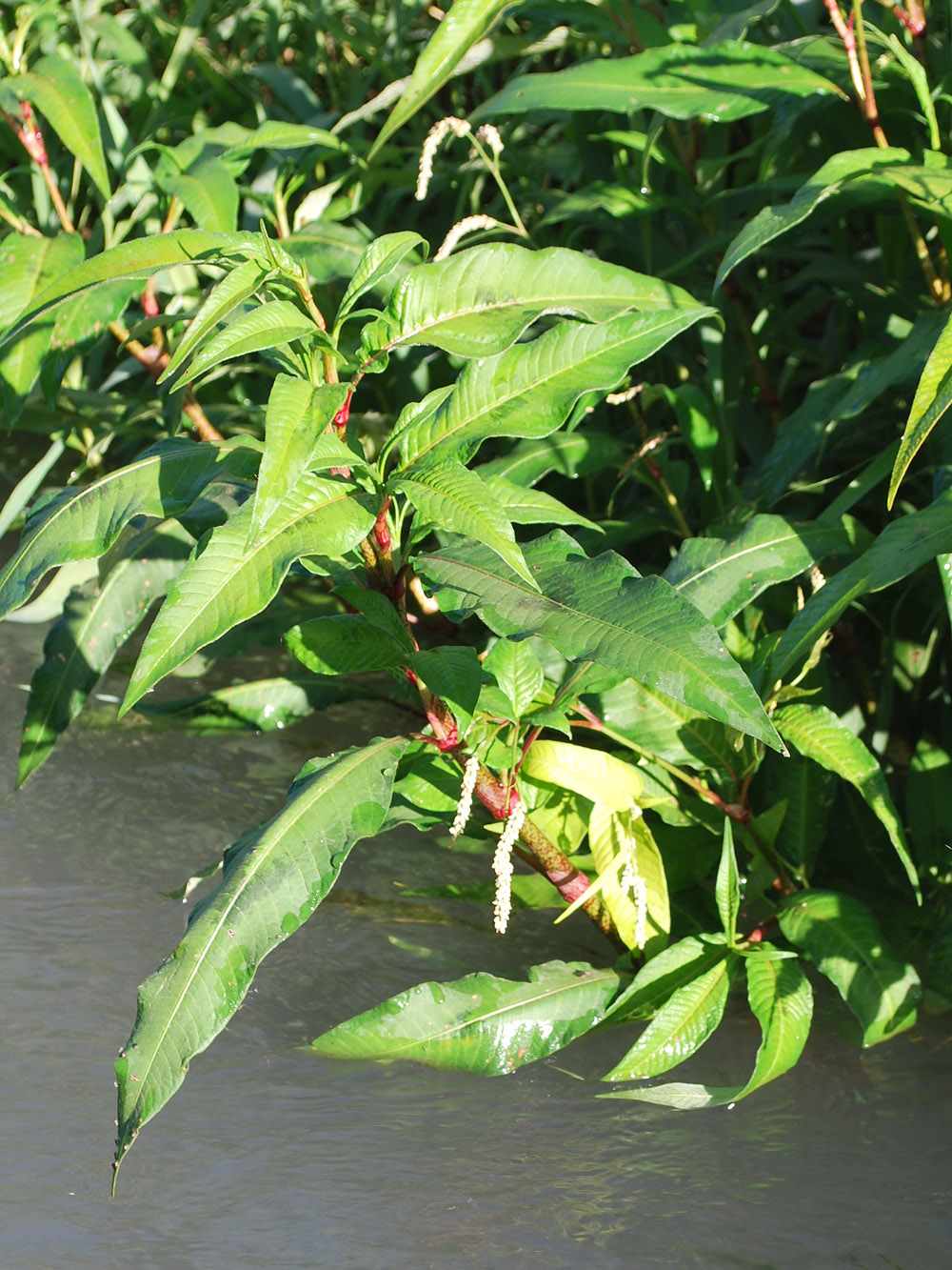 Image of Persicaria maculosa specimen.