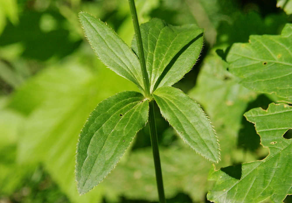 Image of Astrantia maxima specimen.