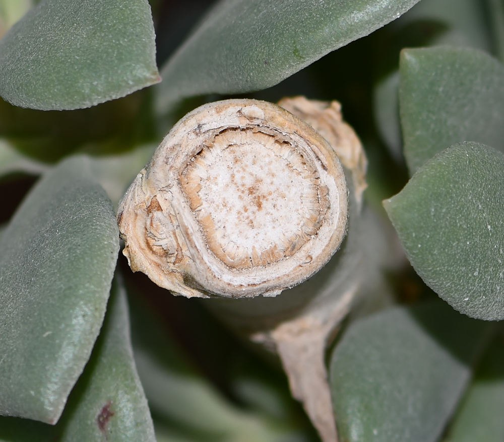 Image of Cistanthe grandiflora specimen.