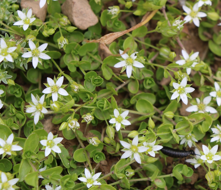 Image of Arenaria rotundifolia specimen.