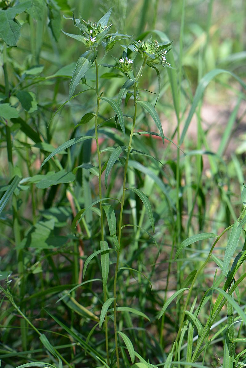 Image of Collomia linearis specimen.