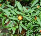 Solanum pseudocapsicum