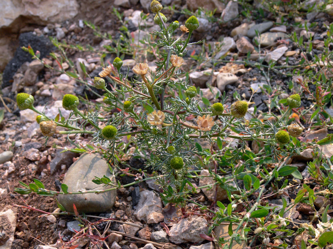 Image of Matricaria discoidea specimen.