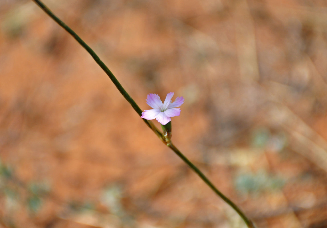 Image of genus Dianthus specimen.