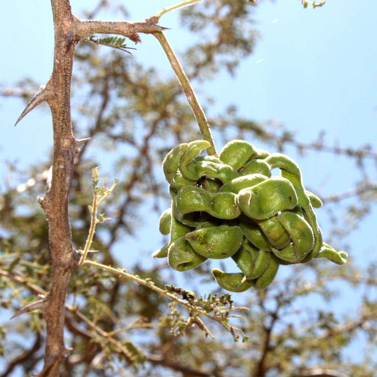 Image of Dichrostachys cinerea specimen.