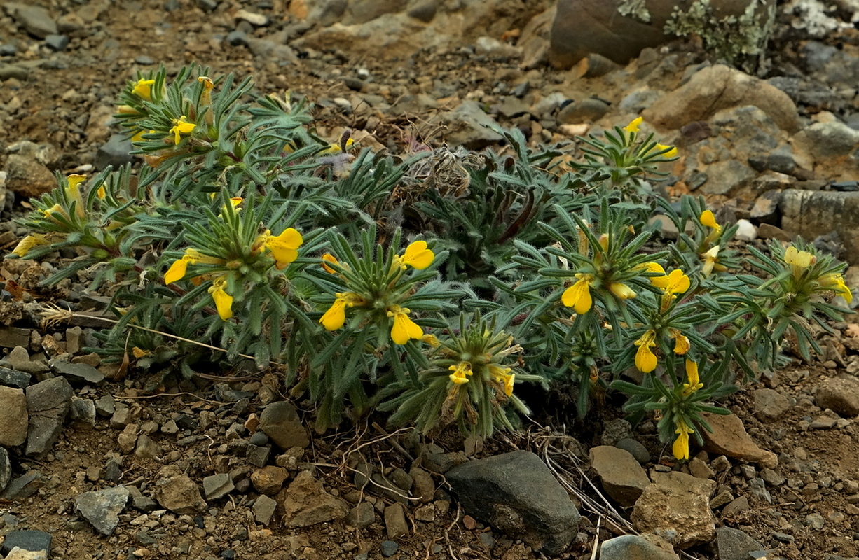 Image of Ajuga chia specimen.