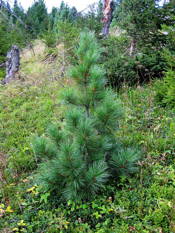 Image of Pinus cembra specimen.