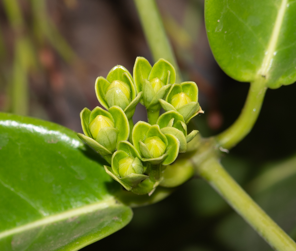 Image of Marsdenia floribunda specimen.