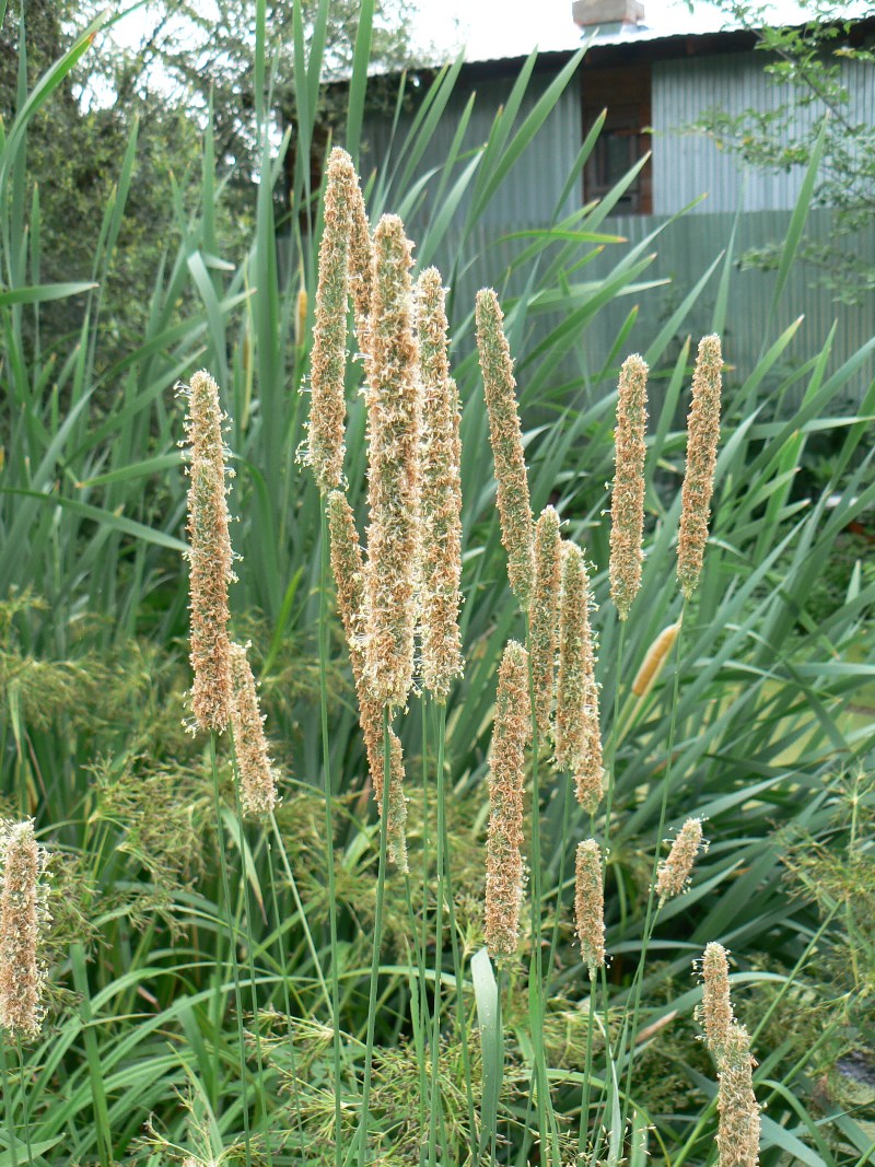 Изображение особи Phleum pratense.