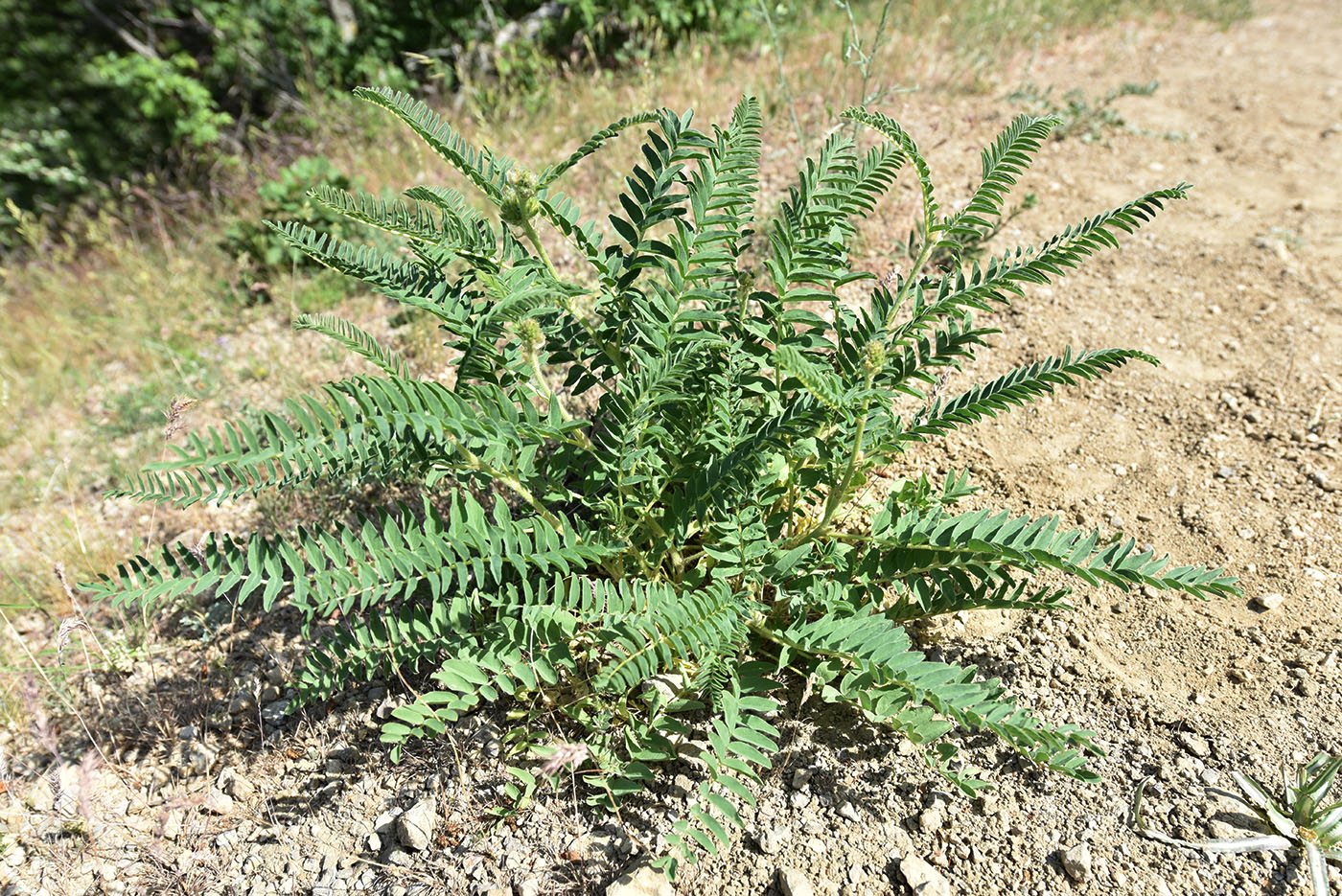 Изображение особи семейство Fabaceae.