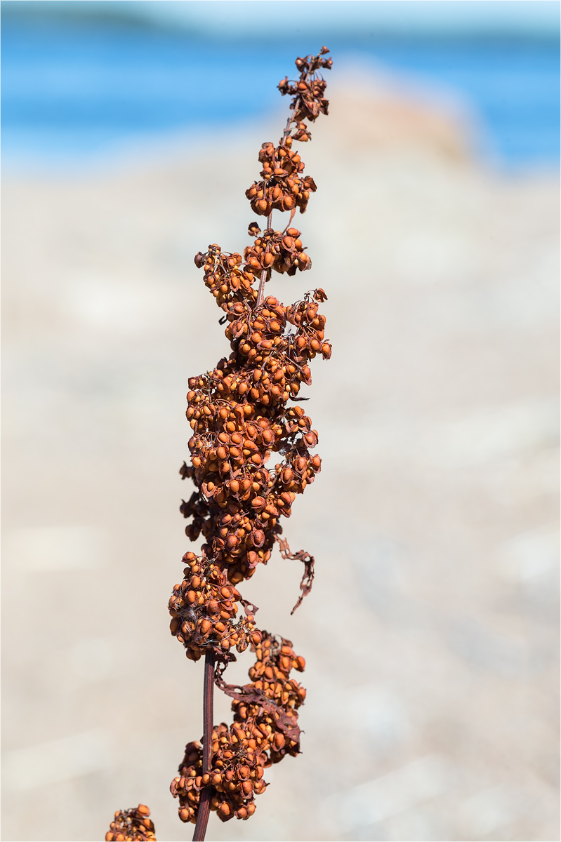 Image of Rumex hydrolapathum specimen.