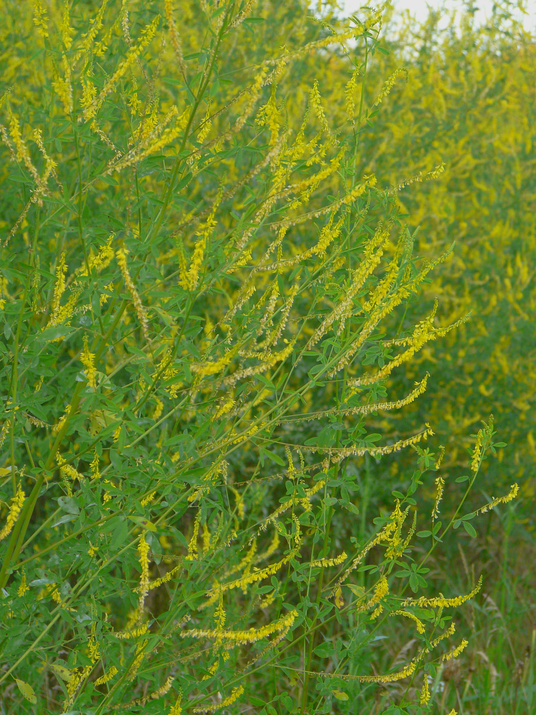 Изображение особи Melilotus officinalis.