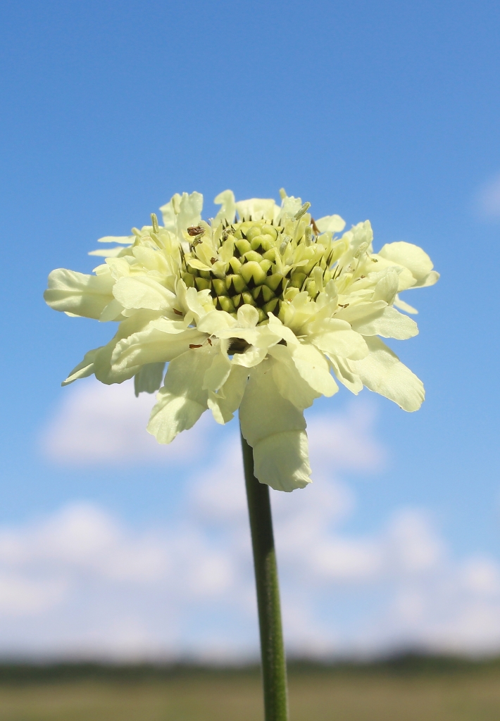 Изображение особи Cephalaria litvinovii.