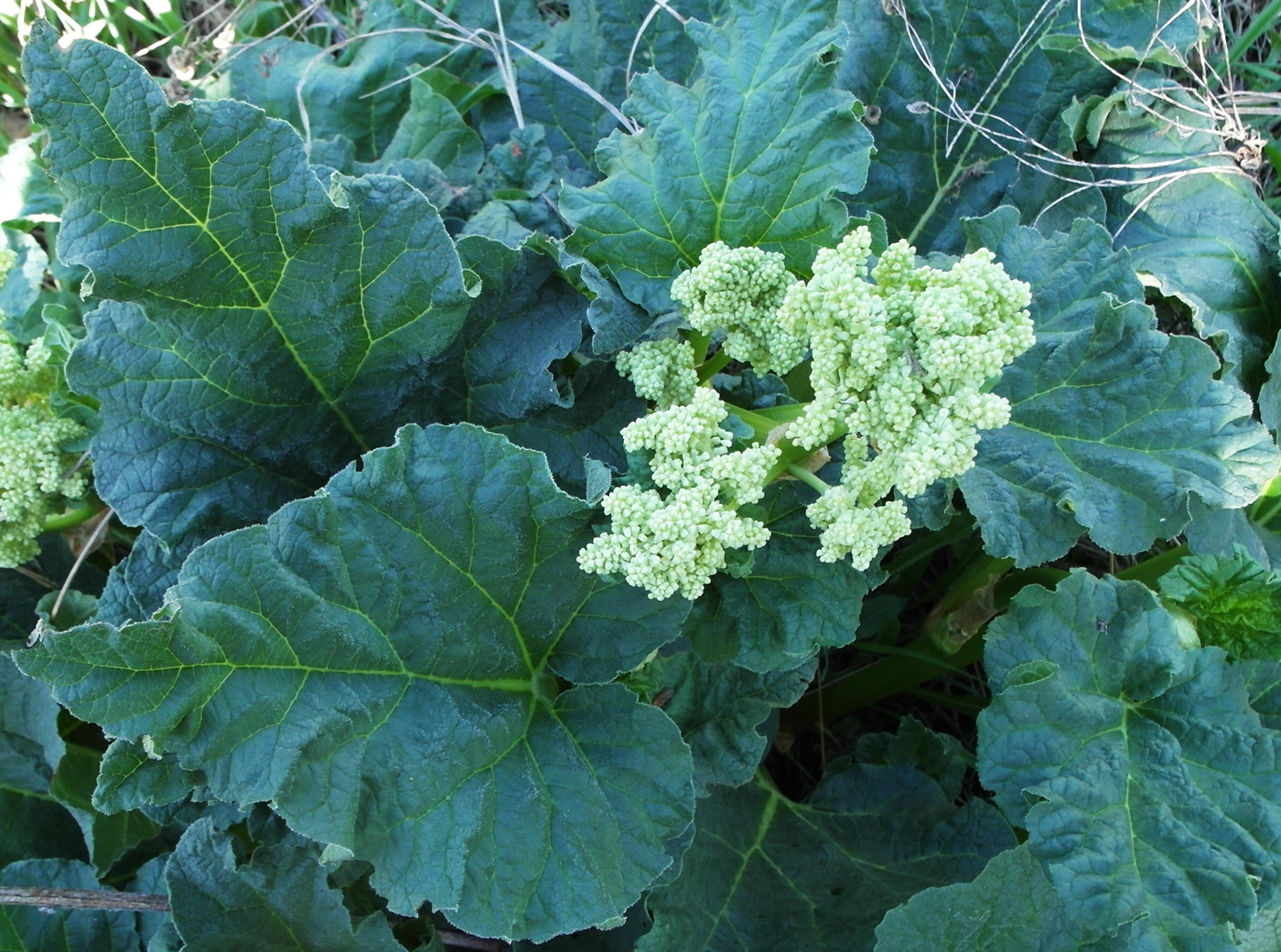 Image of Rheum rhabarbarum specimen.