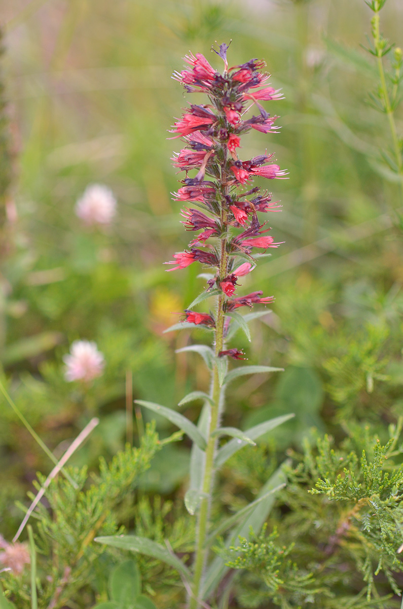 Image of Echium russicum specimen.