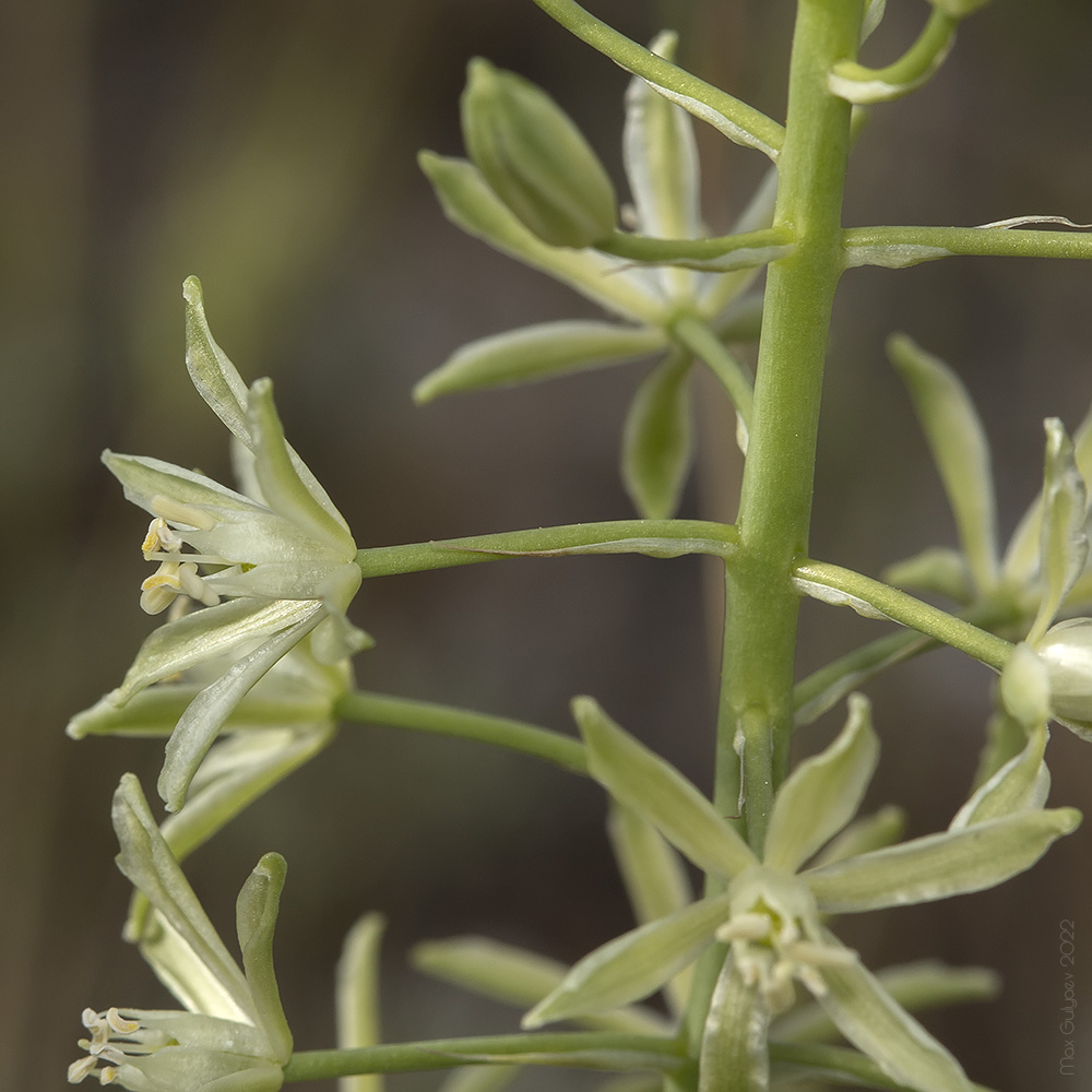 Изображение особи Ornithogalum pyrenaicum.