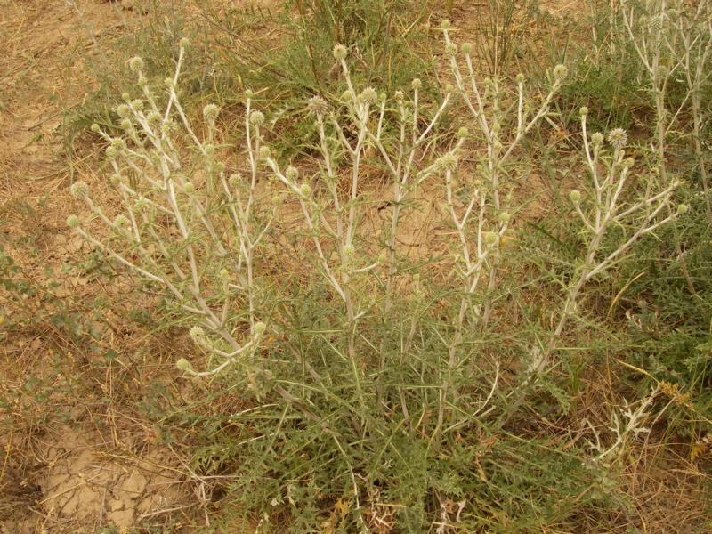 Изображение особи Echinops ruthenicus.