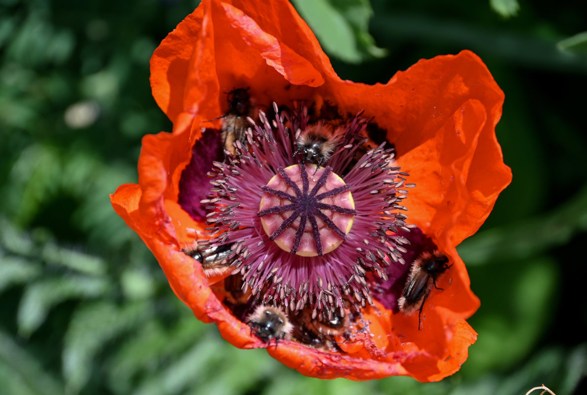 Изображение особи Papaver orientale.